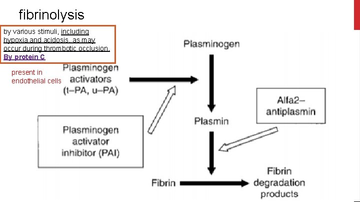 fibrinolysis by various stimuli, including hypoxia and acidosis, as may occur during thrombotic occlusion.