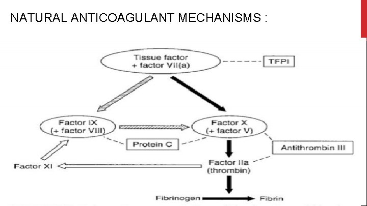 NATURAL ANTICOAGULANT MECHANISMS : 