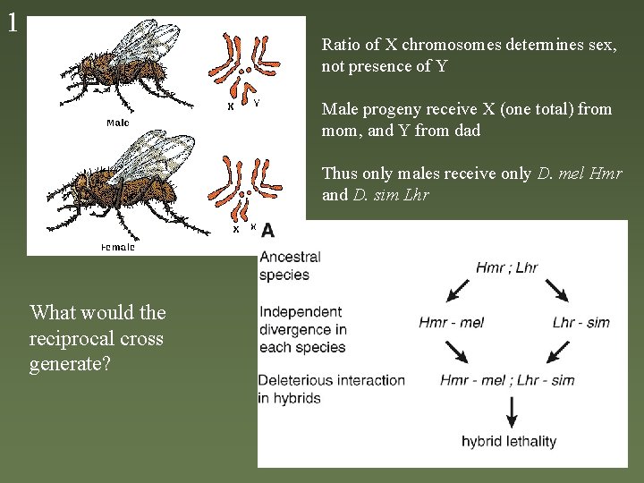 1 Ratio of X chromosomes determines sex, not presence of Y Male progeny receive
