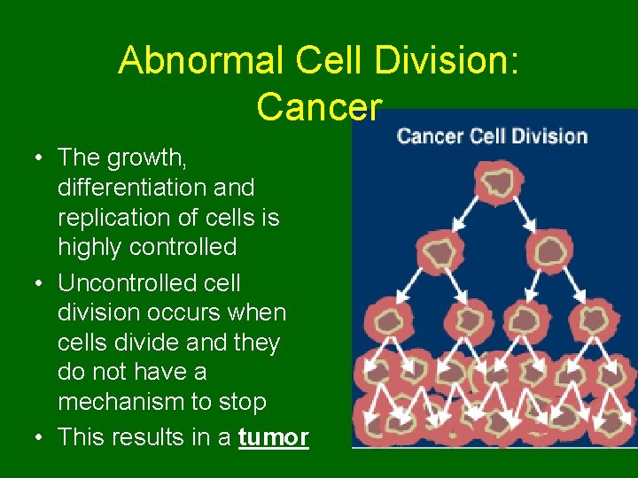 Abnormal Cell Division: Cancer • The growth, differentiation and replication of cells is highly
