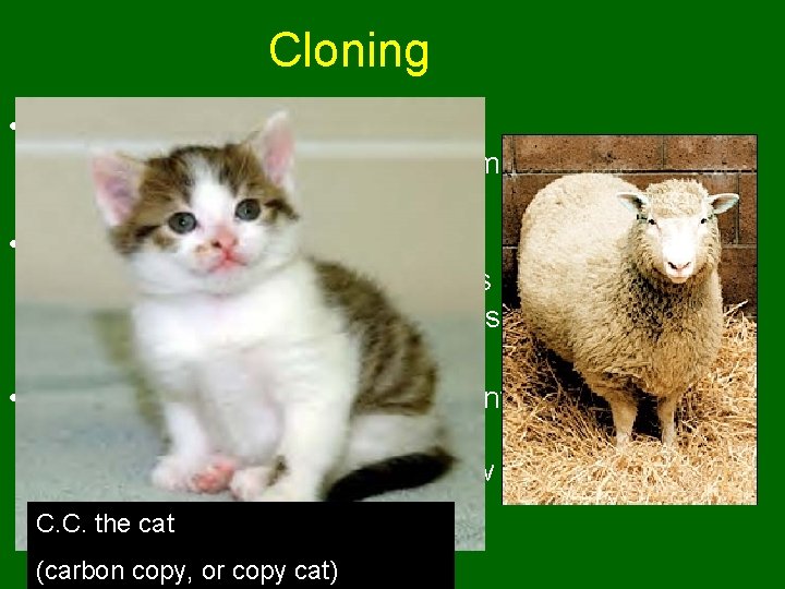 Cloning • Cloning is the process in which identical offspring are formed from a