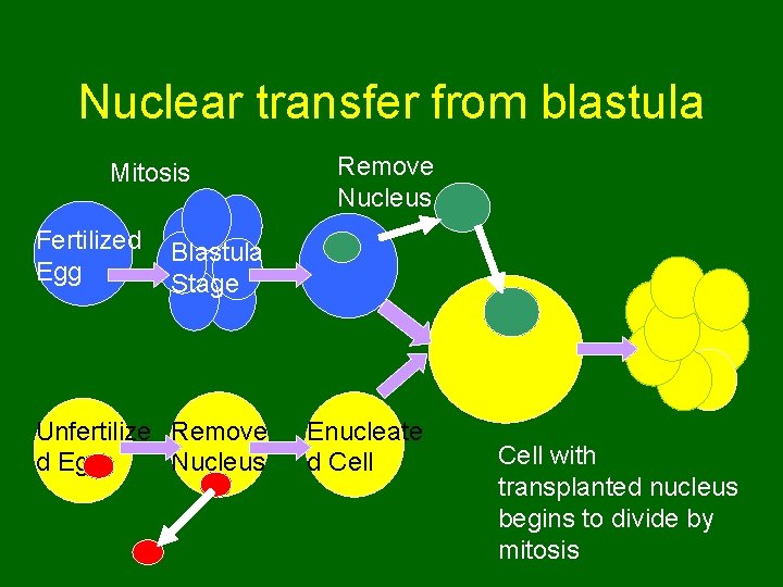 Nuclear transfer from blastula Mitosis Fertilized Egg Remove Nucleus Blastula Stage Unfertilize Remove d