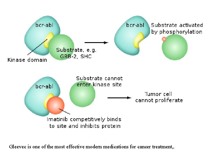 Gleevec is one of the most effective modern medications for cancer treatment, . 