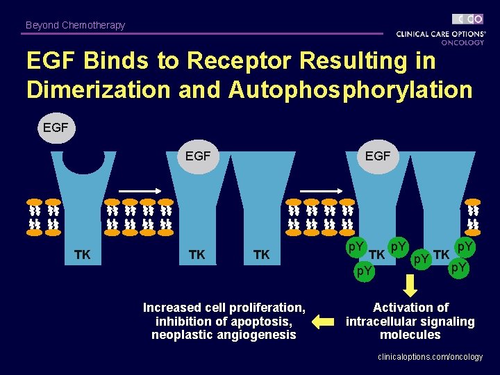 Beyond Chemotherapy EGF Binds to Receptor Resulting in Dimerization and Autophosphorylation EGF TK TK