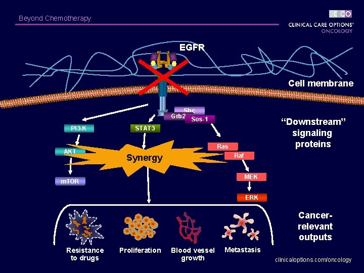Beyond Chemotherapy EGFR Cell membrane Shc Grb 2 Sos-1 PI 3 -K AKT “Downstream”