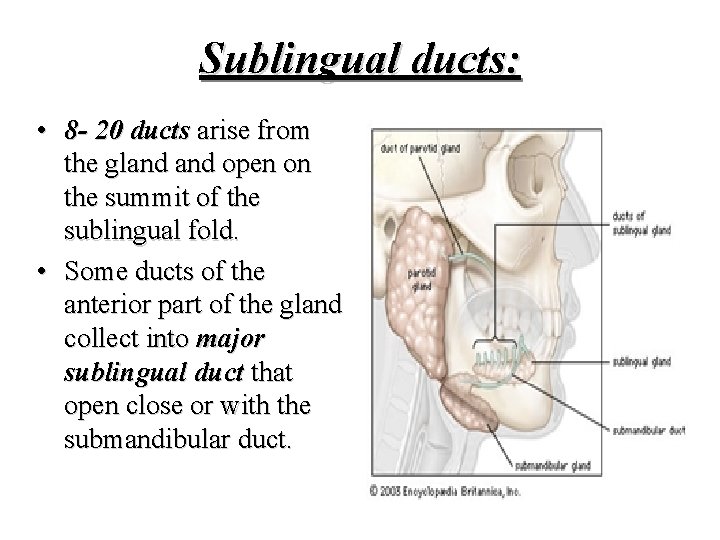 Sublingual ducts: • 8 - 20 ducts arise from the gland open on the