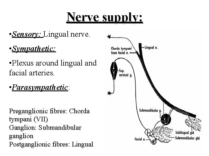 Nerve supply: • Sensory: Lingual nerve. • Sympathetic: • Plexus around lingual and facial