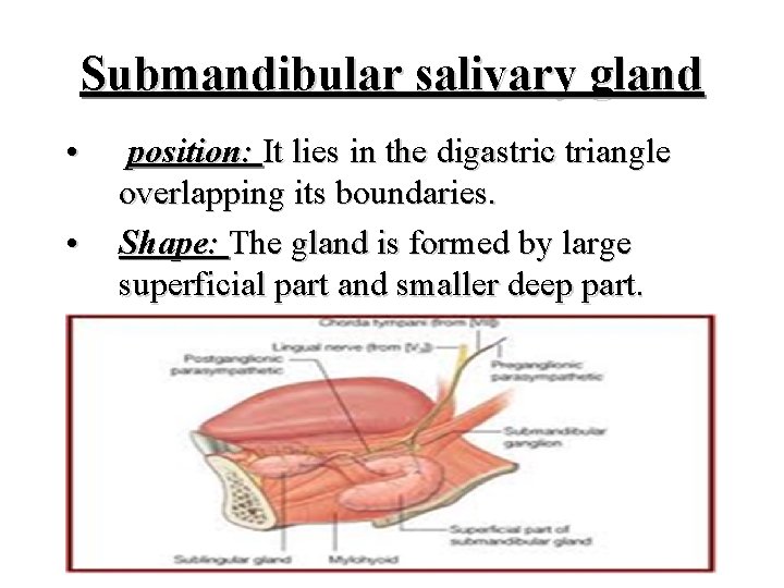 Submandibular salivary gland • • position: It lies in the digastric triangle overlapping its