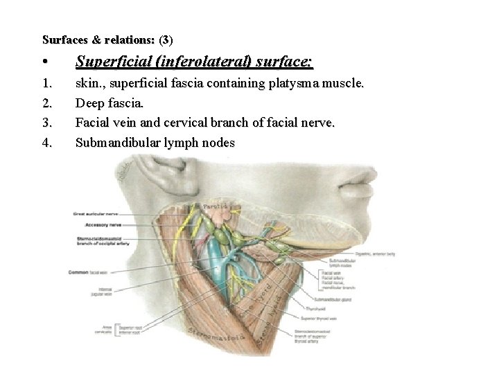 Surfaces & relations: (3) • Superficial (inferolateral) surface: 1. 2. 3. 4. skin. ,