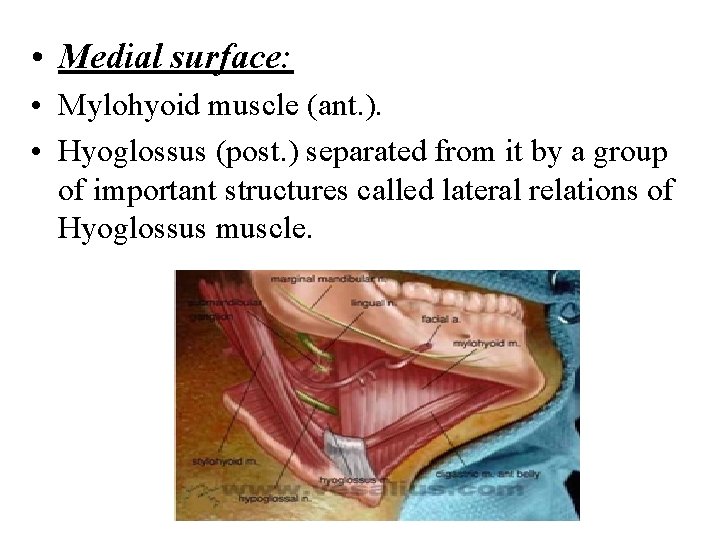 • Medial surface: • Mylohyoid muscle (ant. ). • Hyoglossus (post. ) separated