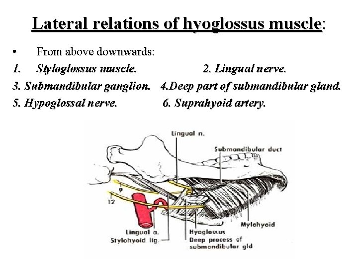 Lateral relations of hyoglossus muscle: • From above downwards: 1. Styloglossus muscle. 2. Lingual