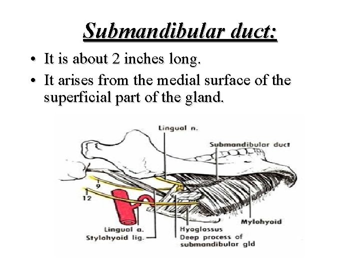 Submandibular duct: • It is about 2 inches long. • It arises from the