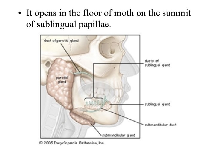  • It opens in the floor of moth on the summit of sublingual