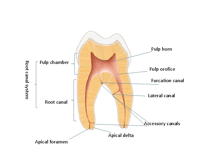 Pulp horn Root canal system Pulp chamber Pulp orofice Furcation canal Lateral canal Root