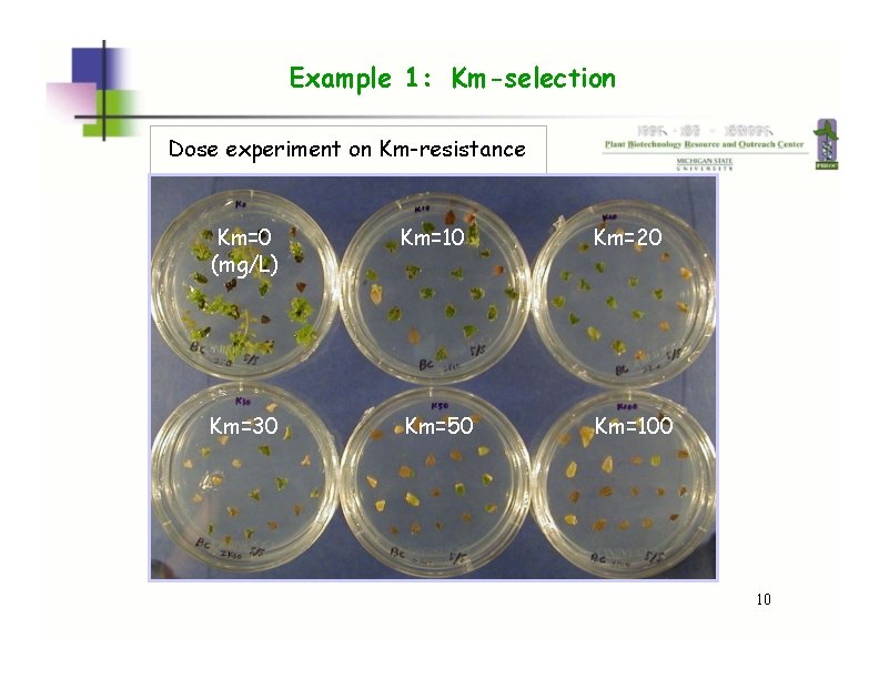 Example 1: Km-selection Dose experiment on Km-resistance Km=0 (mg/L) Km=10 Km=20 Km=30 Km=50 Km=100