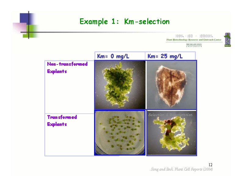 Example 1: Km-selection Km= 0 mg/L Km= 25 mg/L Non-transformed Explants Transformed Explants Inoculation Example 1: Km-selection Km= 0 mg/L Km= 25 mg/L Non-transformed Explants Transformed Explants Inoculation