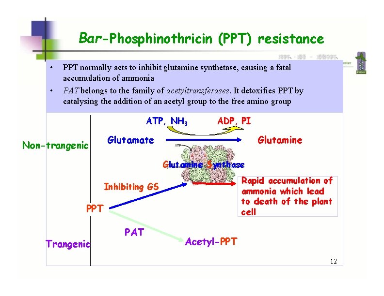 Bar-Phosphinothricin (PPT) resistance • • PPT normally acts to inhibit glutamine synthetase, causing a Bar-Phosphinothricin (PPT) resistance • • PPT normally acts to inhibit glutamine synthetase, causing a