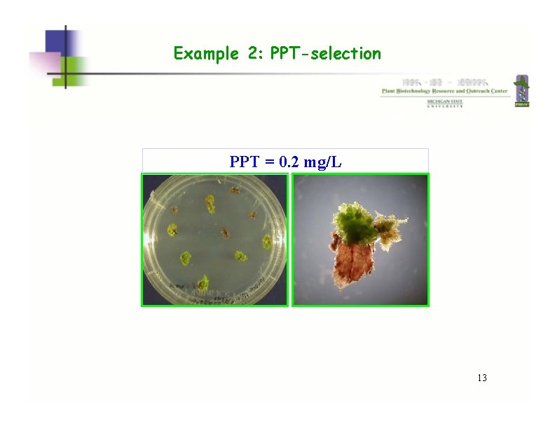 Example 2: PPT-selection 2 wk, 5 mg/L ppt PPT = 0. 2 mg/L 13 Example 2: PPT-selection 2 wk, 5 mg/L ppt PPT = 0. 2 mg/L 13