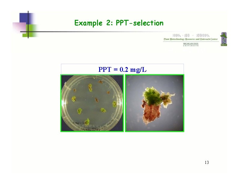 Example 2: PPT-selection 2 wk, 5 mg/L ppt PPT = 0. 2 mg/L 13