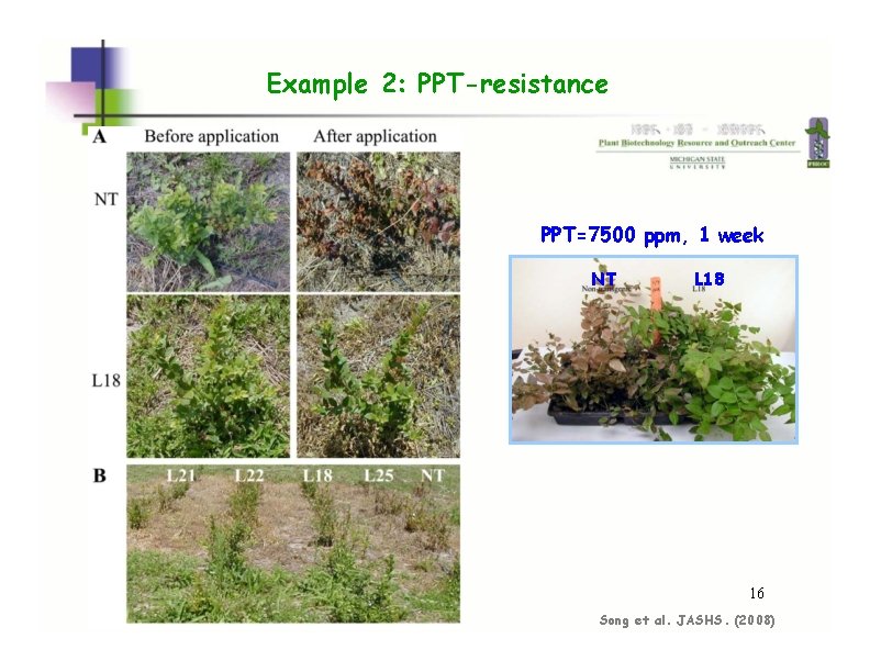 Example 2: PPT-resistance PPT=7500 ppm, 1 week NT L 18 16 Song et al.