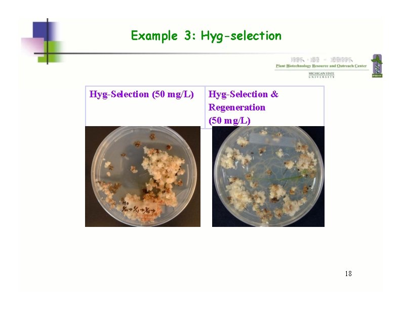 Example 3: Hyg-selection Hyg-Selection (50 mg/L) Hyg-Selection & Regeneration (50 mg/L) 18 
