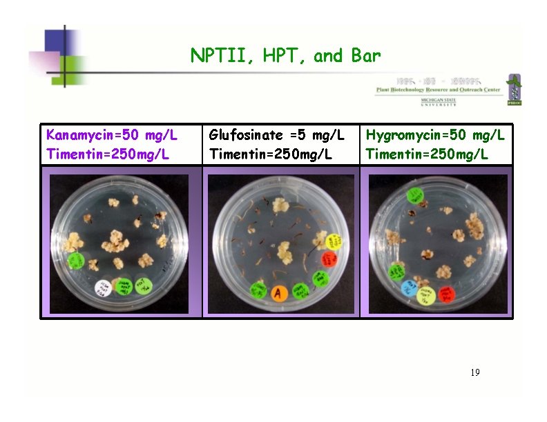 NPTII, HPT, and Bar Kanamycin=50 mg/L Timentin=250 mg/L Glufosinate =5 mg/L Timentin=250 mg/L Hygromycin=50 NPTII, HPT, and Bar Kanamycin=50 mg/L Timentin=250 mg/L Glufosinate =5 mg/L Timentin=250 mg/L Hygromycin=50