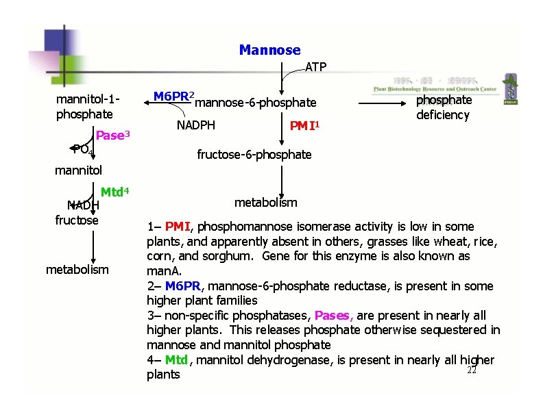 Mannose ATP mannitol-1 phosphate PO 4 Pase 3 M 6 PR 2 mannose-6 -phosphate Mannose ATP mannitol-1 phosphate PO 4 Pase 3 M 6 PR 2 mannose-6 -phosphate