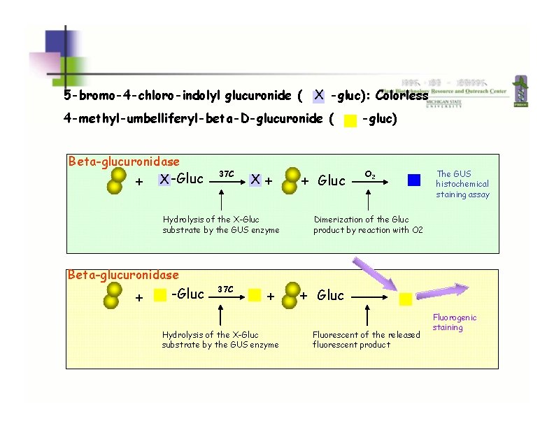 GUS: beta-glucuronidase 5 -bromo-4 -chloro-indolyl glucuronide ( X -gluc): Colorless 4 -methyl-umbelliferyl-beta-D-glucuronide ( Beta-glucuronidase