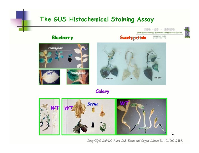 The GUS Histochemical Staining Assay Blueberry Sweettppoottato Celery WT WT Stem WT WT WT