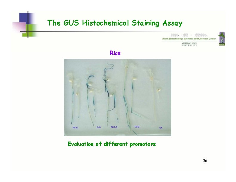 The GUS Histochemical Staining Assay Rice Evaluation of different promoters 26  The GUS Histochemical Staining Assay Rice Evaluation of different promoters 26