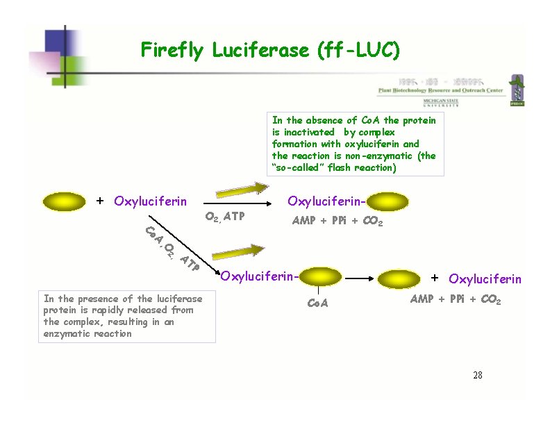 Firefly Luciferase (ff-LUC) In the absence of Co. A the protein is inactivated by Firefly Luciferase (ff-LUC) In the absence of Co. A the protein is inactivated by
