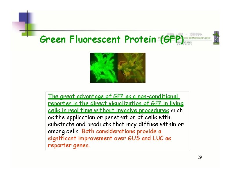Green Fluorescent Protein (GFP) The great advantage of GFP as a non-conditional reporter is Green Fluorescent Protein (GFP) The great advantage of GFP as a non-conditional reporter is