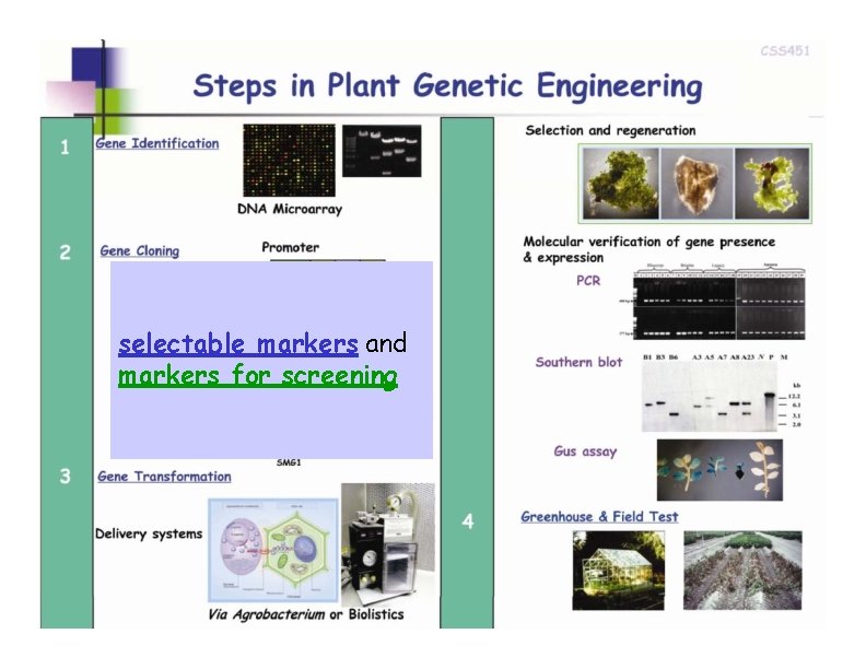 selectable markers and markers for screening 4 