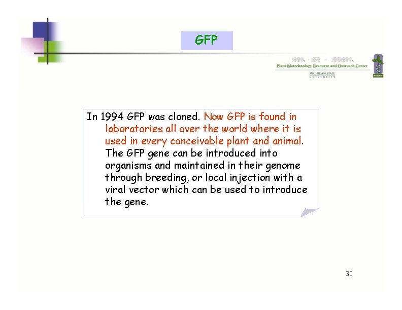 GFP In 1994 GFP was cloned. Now GFP is found in laboratories all over