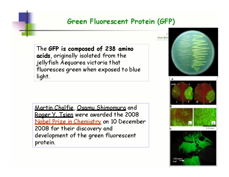 Green Fluorescent Protein (GFP) The GFP is composed of 238 amino acids, originally isolated Green Fluorescent Protein (GFP) The GFP is composed of 238 amino acids, originally isolated