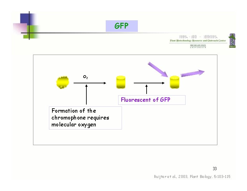 GFP O 2 Fluorescent of GFP Formation of the chromophone requires molecular oxygen 33 GFP O 2 Fluorescent of GFP Formation of the chromophone requires molecular oxygen 33