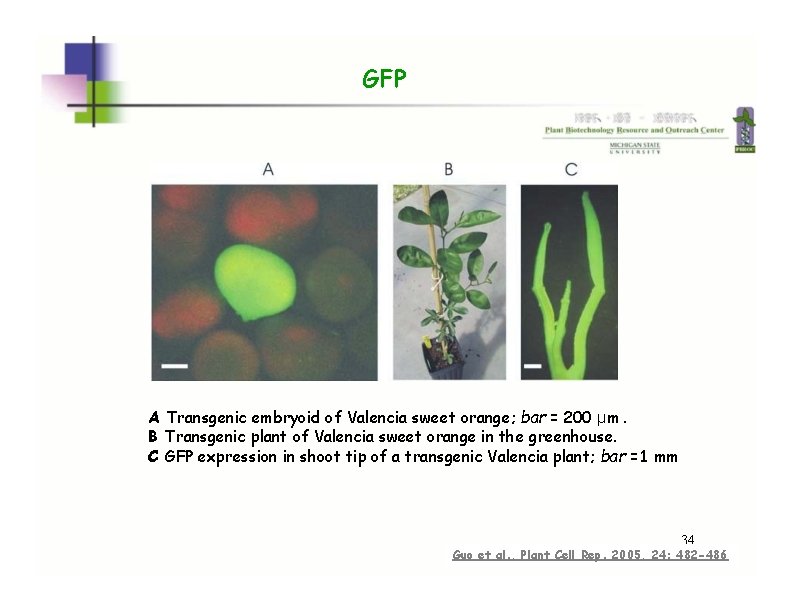 GFP A Transgenic embryoid of Valencia sweet orange; bar = 200 μ m. B