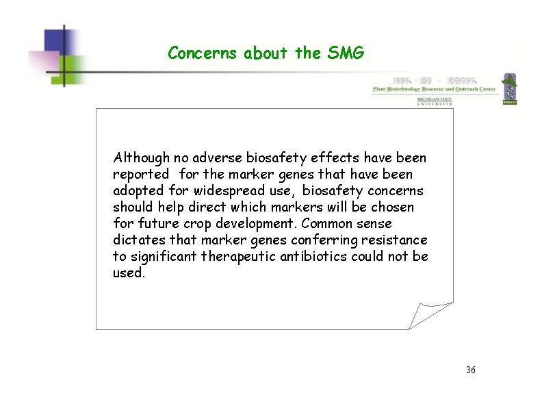 Concerns about the SMG Although no adverse biosafety effects have been reported for the Concerns about the SMG Although no adverse biosafety effects have been reported for the