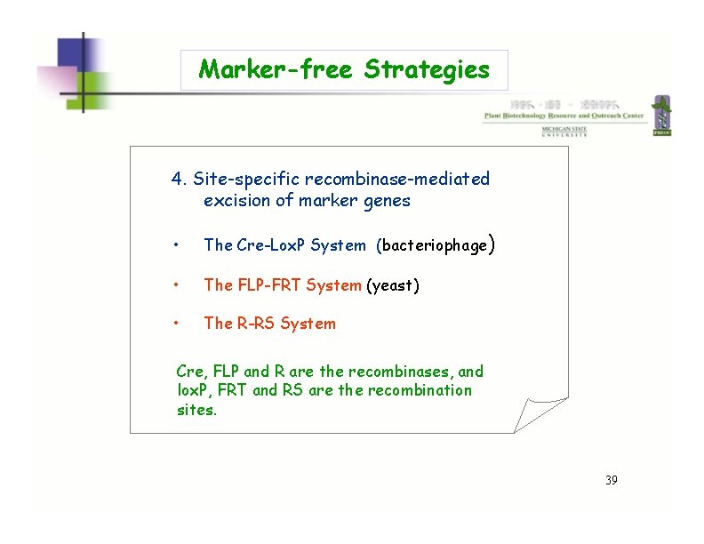 Marker-free Strategies 4. Site-specific recombinase-mediated excision of marker genes • The Cre-Lox. P System