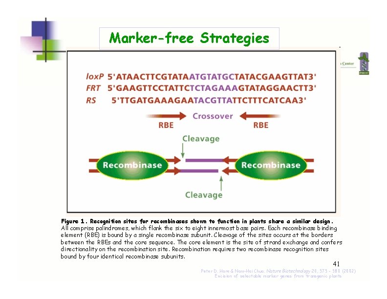 Marker-free Strategies Figure 1. Recognition sites for recombinases shown to function in plants share