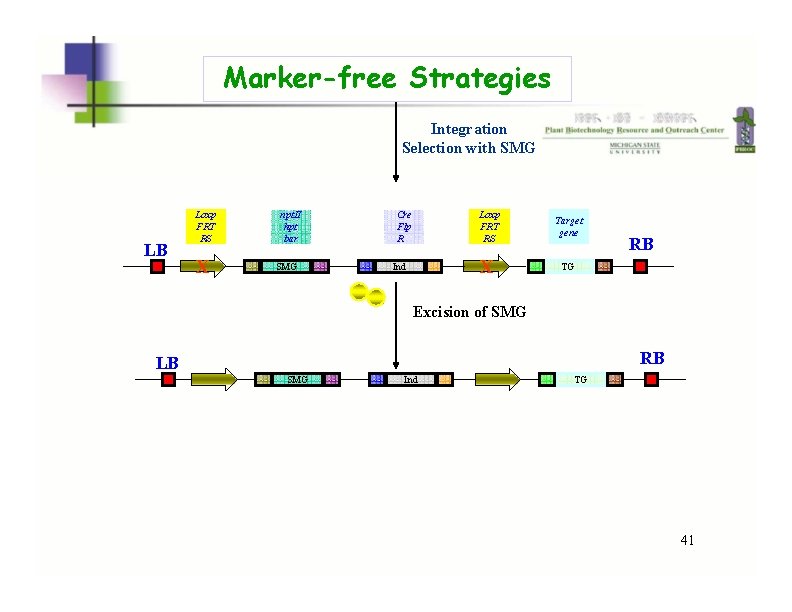 Marker-free Strategies Integration Selection with SMG LB Loxp FRT RS X npt. II hpt Marker-free Strategies Integration Selection with SMG LB Loxp FRT RS X npt. II hpt
