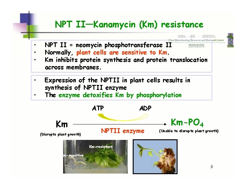 NPT II—Kanamycin (Km) resistance • • • NPT II = neomycin phosphotransferase II Normally, NPT II—Kanamycin (Km) resistance • • • NPT II = neomycin phosphotransferase II Normally,