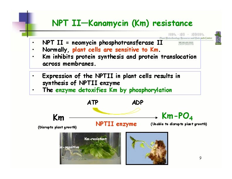 NPT II—Kanamycin (Km) resistance • • • NPT II = neomycin phosphotransferase II Normally,