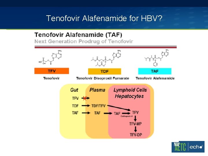 Tenofovir Alafenamide for HBV? Hepatocytes 