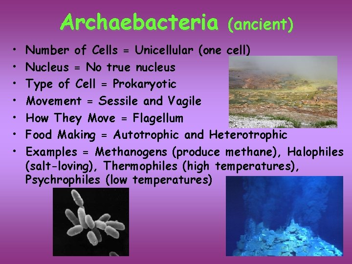 Archaebacteria • • (ancient) Number of Cells = Unicellular (one cell) Nucleus = No