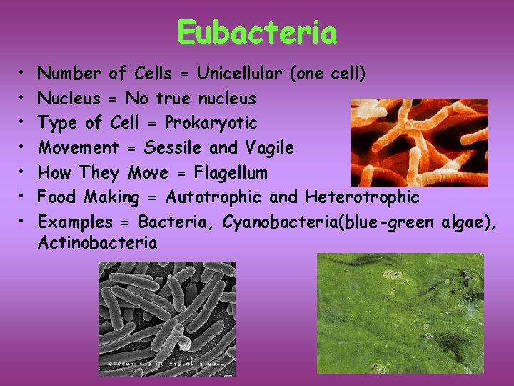 Eubacteria • • Number of Cells = Unicellular (one cell) Nucleus = No true