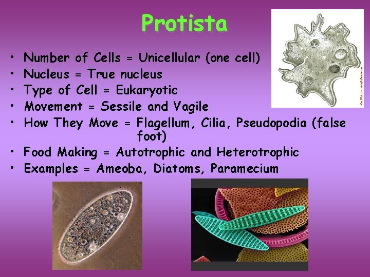 Protista • • • Number of Cells = Unicellular (one cell) Nucleus = True