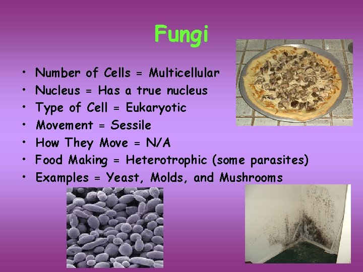 Fungi • • Number of Cells = Multicellular Nucleus = Has a true nucleus