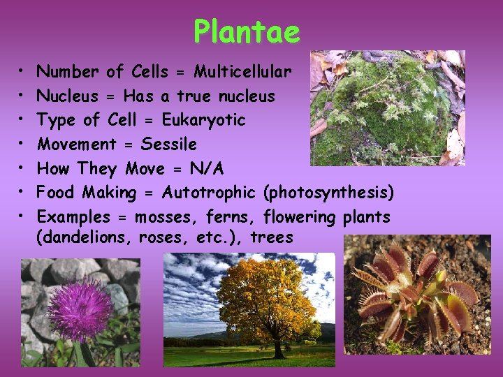 Plantae • • Number of Cells = Multicellular Nucleus = Has a true nucleus