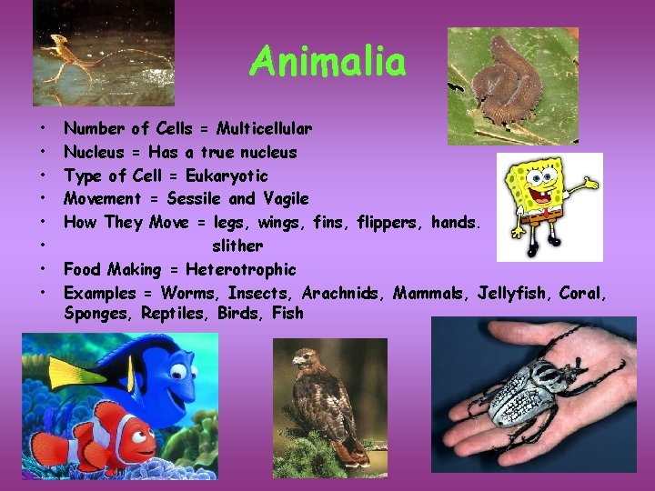 Animalia • • Number of Cells = Multicellular Nucleus = Has a true nucleus